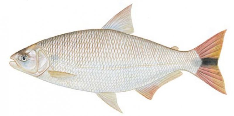 Peixes Proibidos